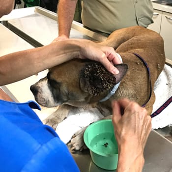 Bobbis ears were treated by a local vet in Broome