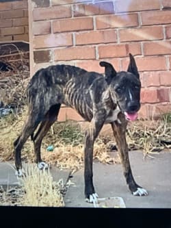Cherry was extremely emaciated with her ribs, spine, hips, and skull clearly protruding.