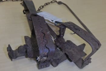 steel jawed traps