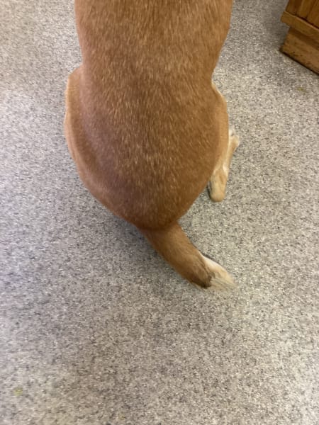 Baw the dog had his tail docked and was in pain