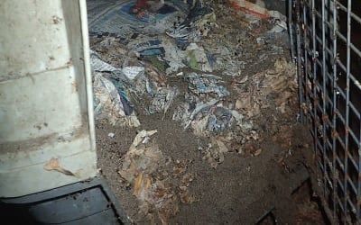 Bottom of cat cages were covered in thick layers faeces