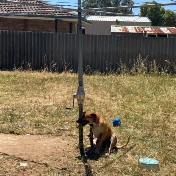 Dog tethered on short chain to a clothesline in full sun. 