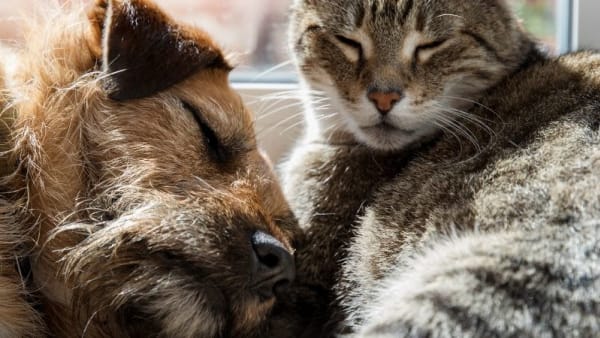 5 things you may not know about your cat or dog