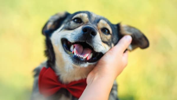 Justice dog sets the 'bark' for Animal Welfare Awards