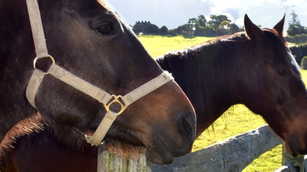 Questions about retired racehorses in WA