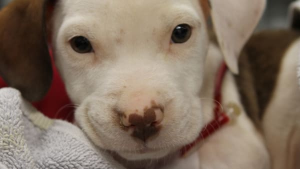 Taking the lead to end puppy farming