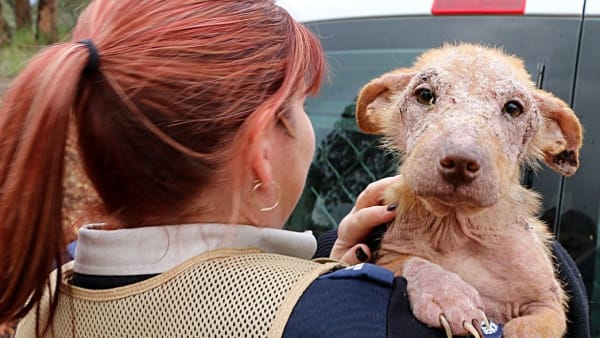 RSPCA reveals wackiest animal rescue call-outs for 2021