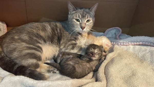 Dumped kitten among flood of unwanted felines