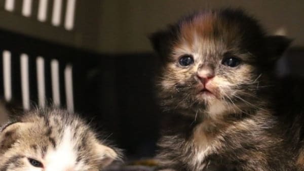 Meet kitten whisperer Hayley