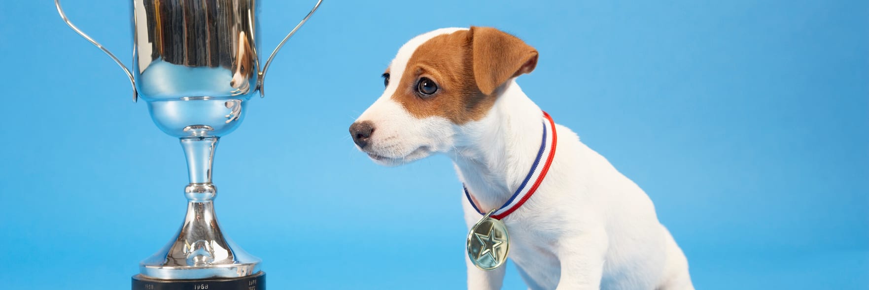 Local animal heroes recognised by RSPCA WA
