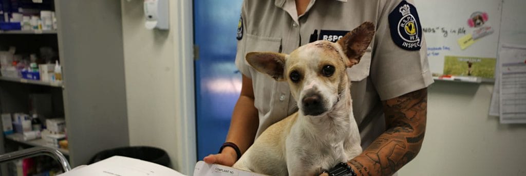Increase in violence towards dogs and puppies