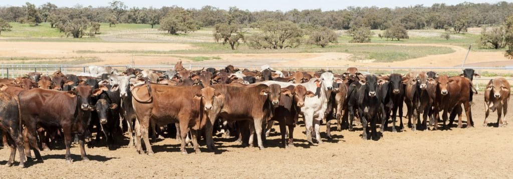 RSPCA's role in agriculture