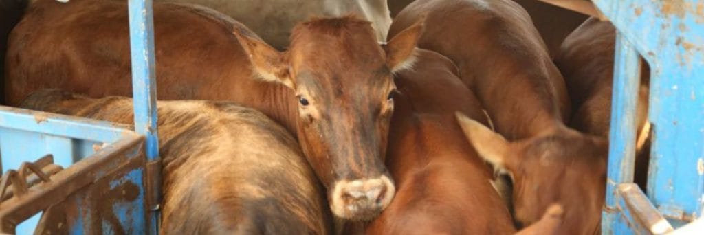 Why Vietnam is the most dangerous destination for exported cattle