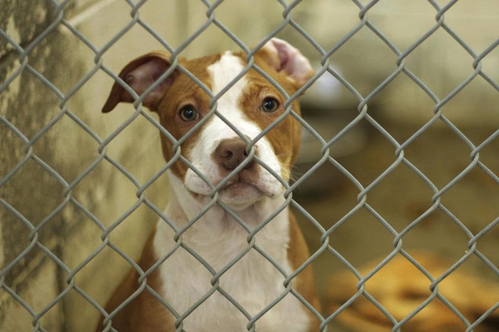 Strays and pound animals