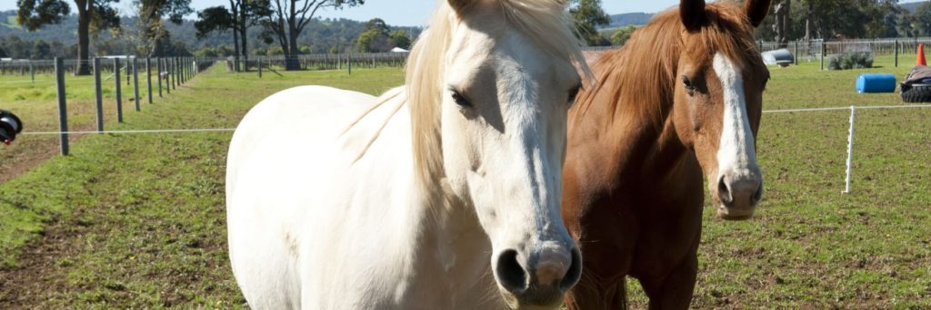 Horse Welfare Plan welcome but independent oversight and transparency keys to success