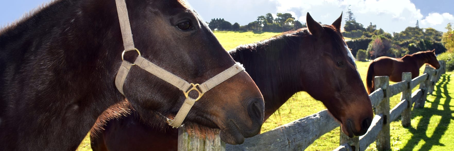 Questions about retired racehorses in WA
