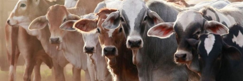 Beef cattle welfare