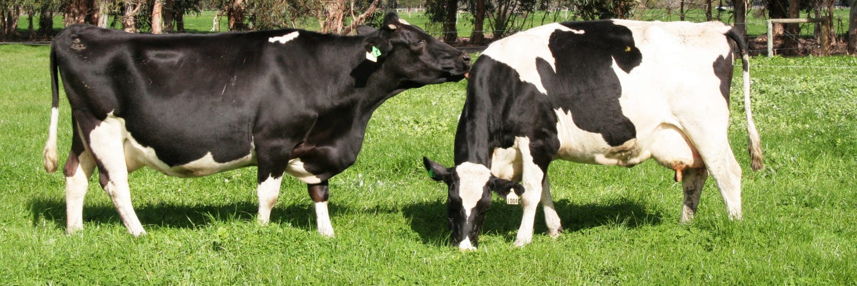Dairy cattle welfare