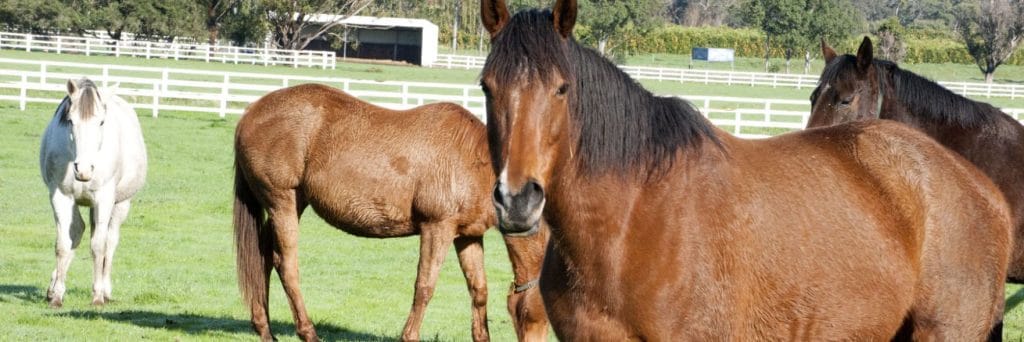Horse welfare
