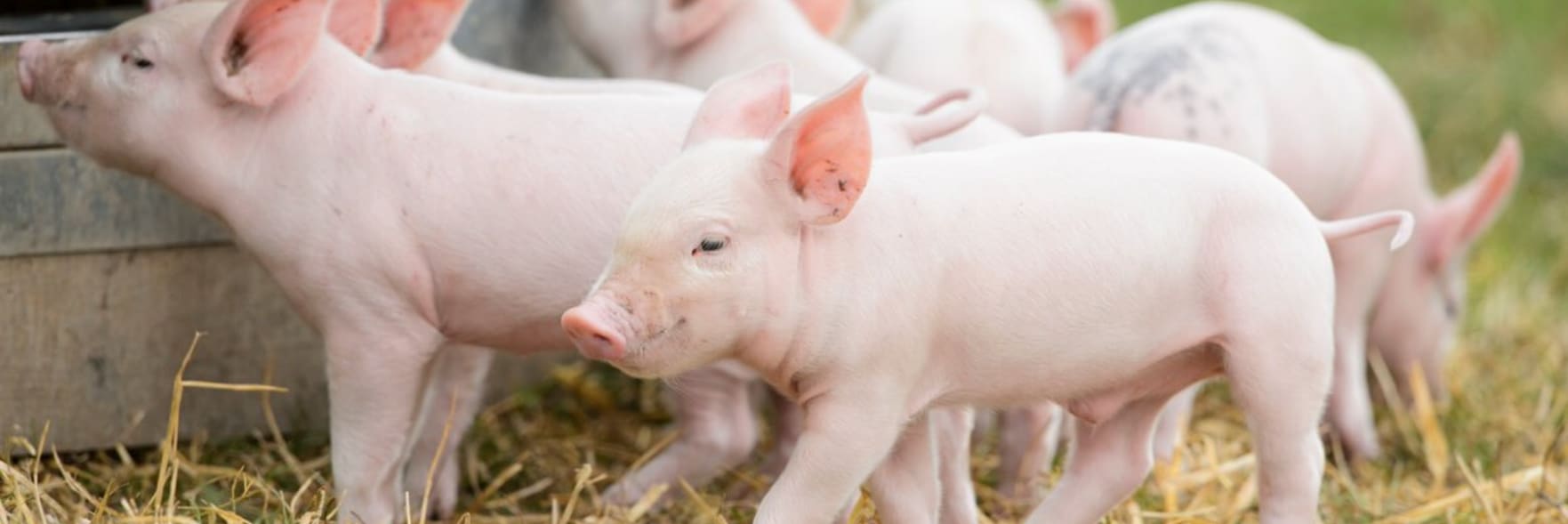 Inspection benefits producers as well as animals