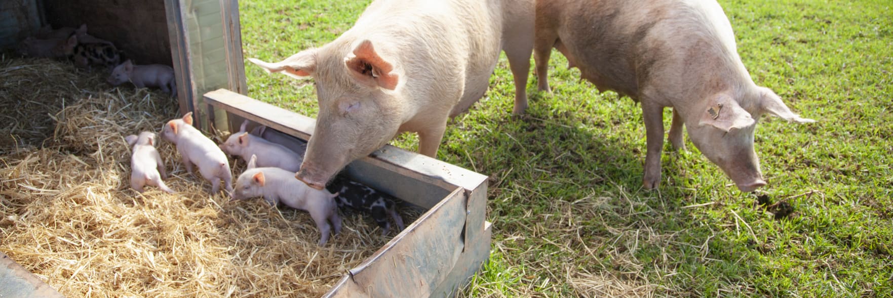 Pig welfare