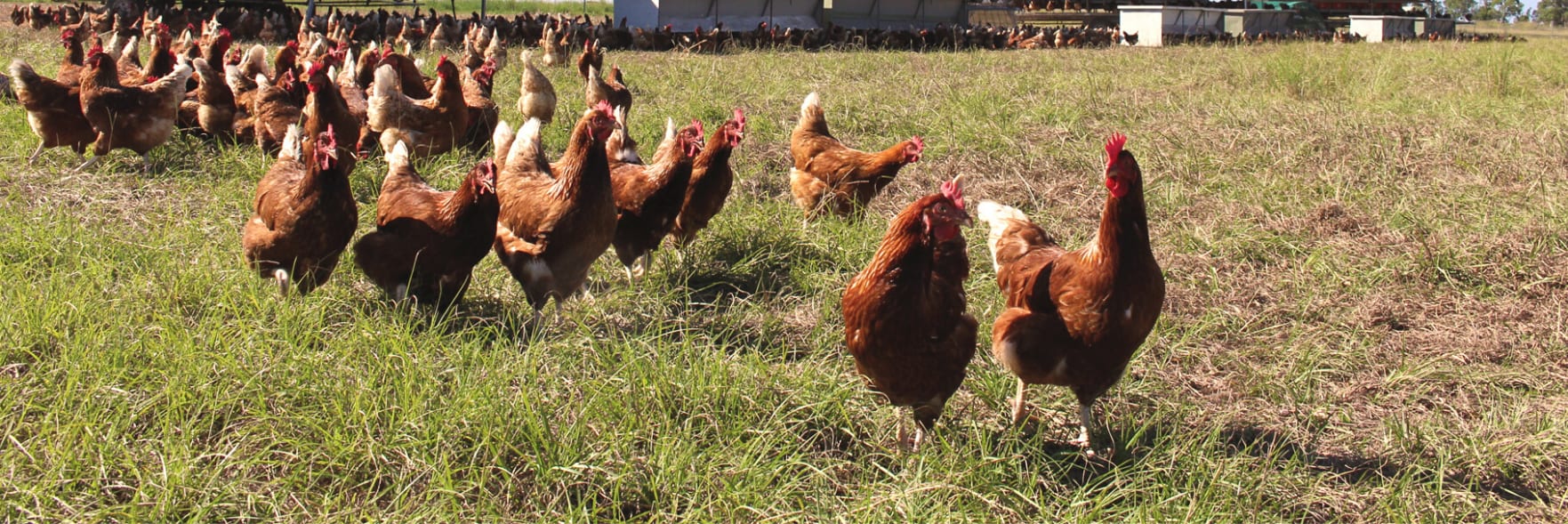 Poultry welfare