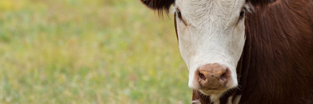 RSPCA Science Update: New research on farm animal welfare