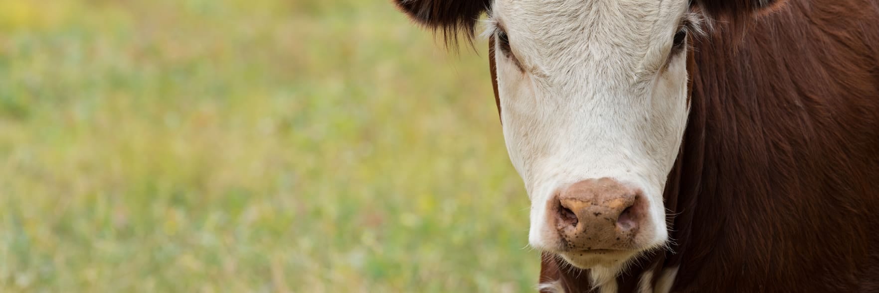 RSPCA Science Update: New research on farm animal welfare