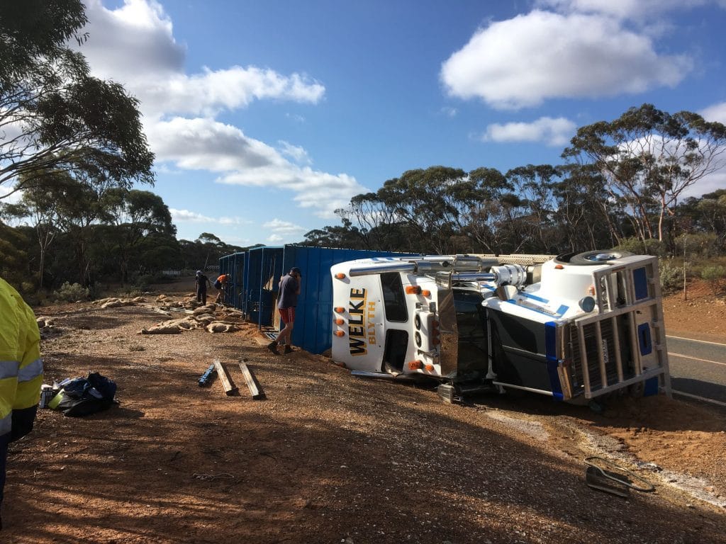 RSPCA WA helps minimise sheep suffering after truck rollover