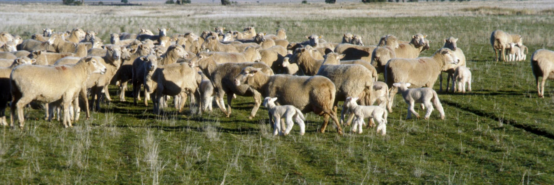 Sheep welfare