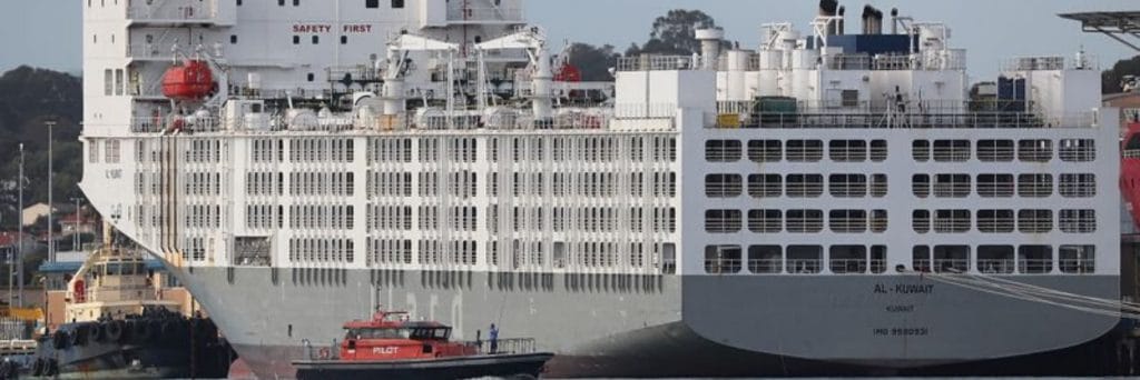 RSPCA WA update on Al Kuwait live sheep export