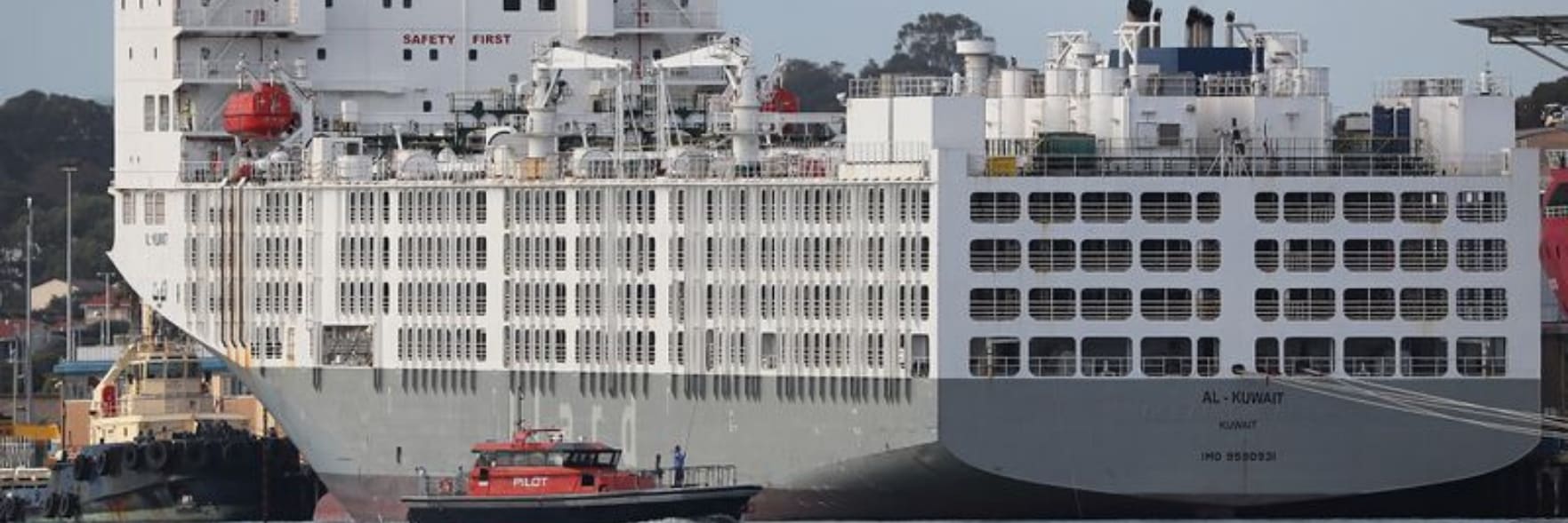RSPCA WA update on Al Kuwait live sheep export