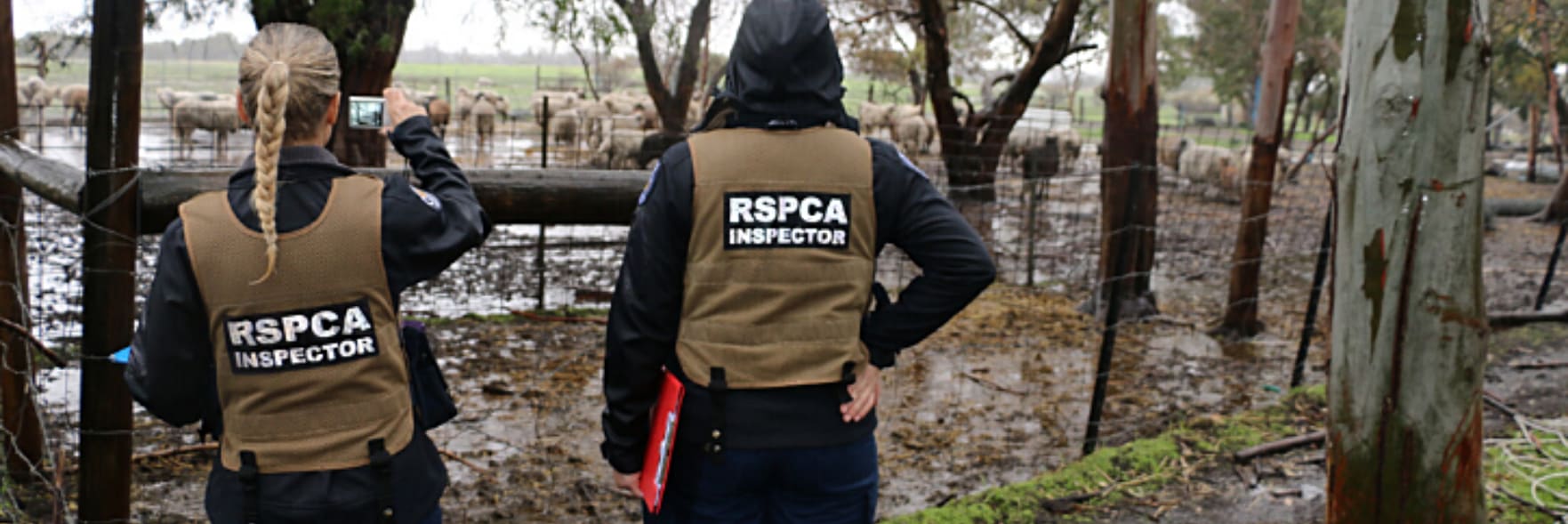 RSPCA acted quickly over COVID-19 border closures