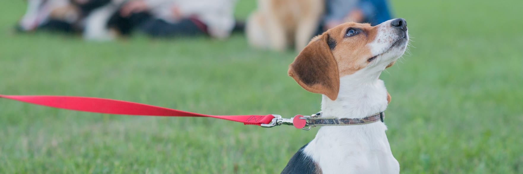 How to speak dog