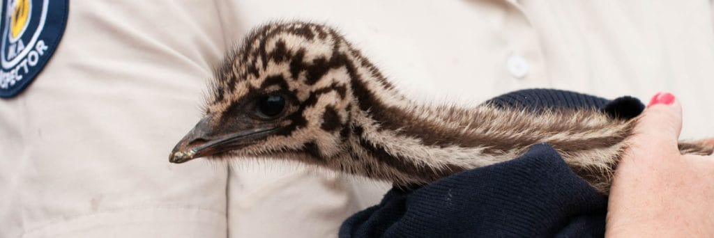 Help protect wildlife this spring