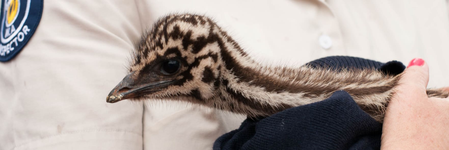 Help protect wildlife this spring