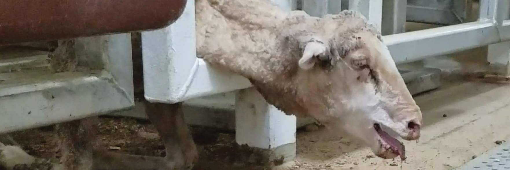 RSPCA Australia CEO comments on efforts to wind back live export reform