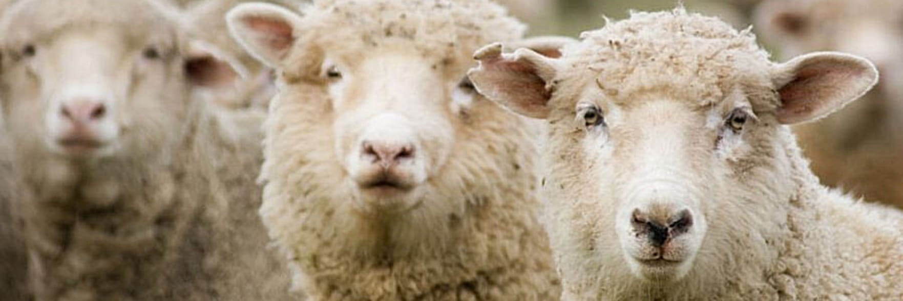 The future of mulesing
