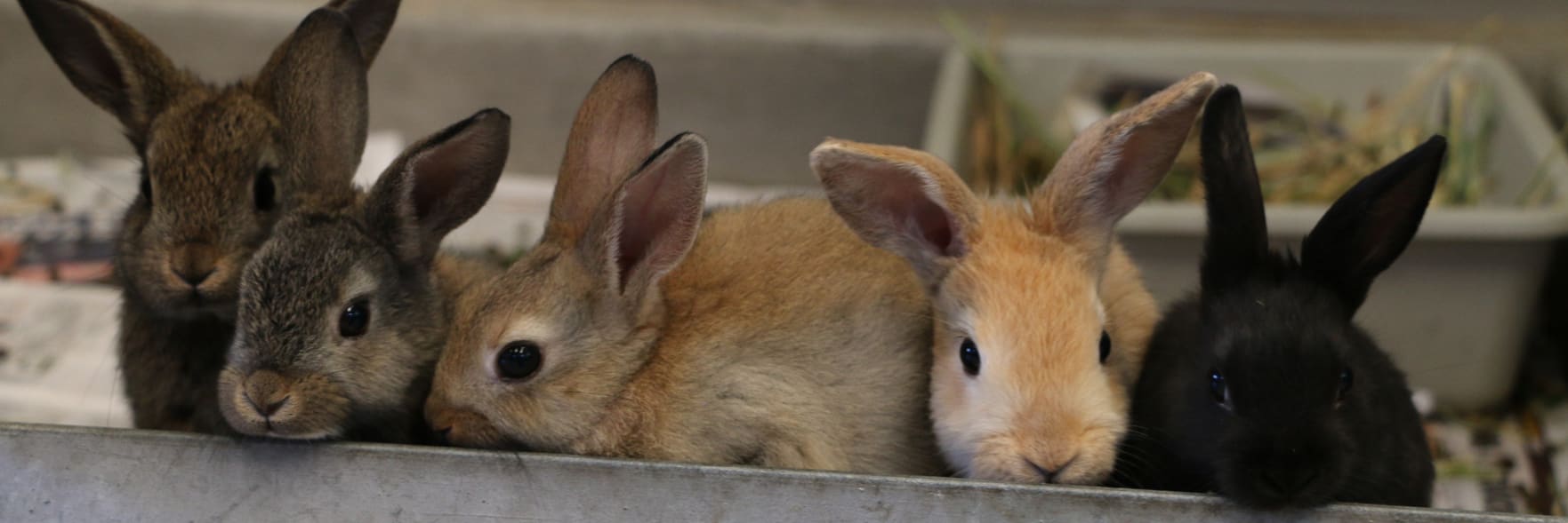 Urgent call for donations to care for rescued rabbits