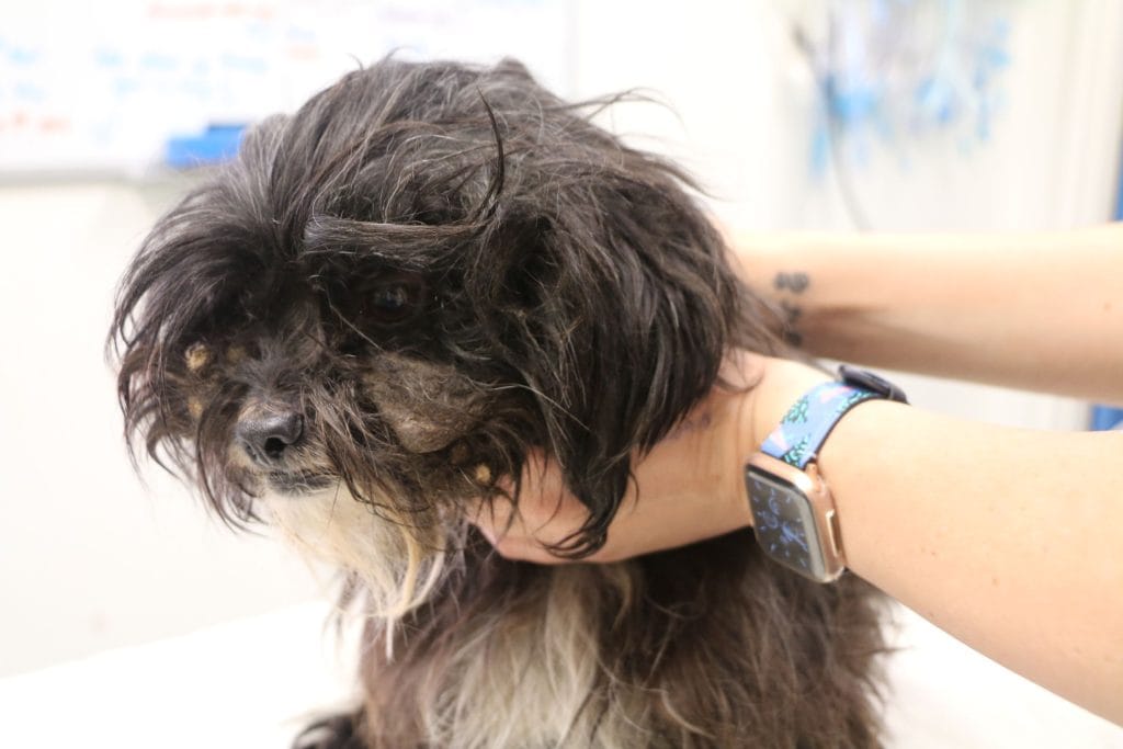 Max was matted and so skinny, but you should see him now!