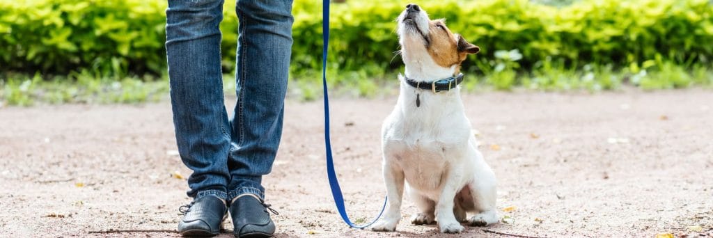 Off-leash dogs: preventing trouble
