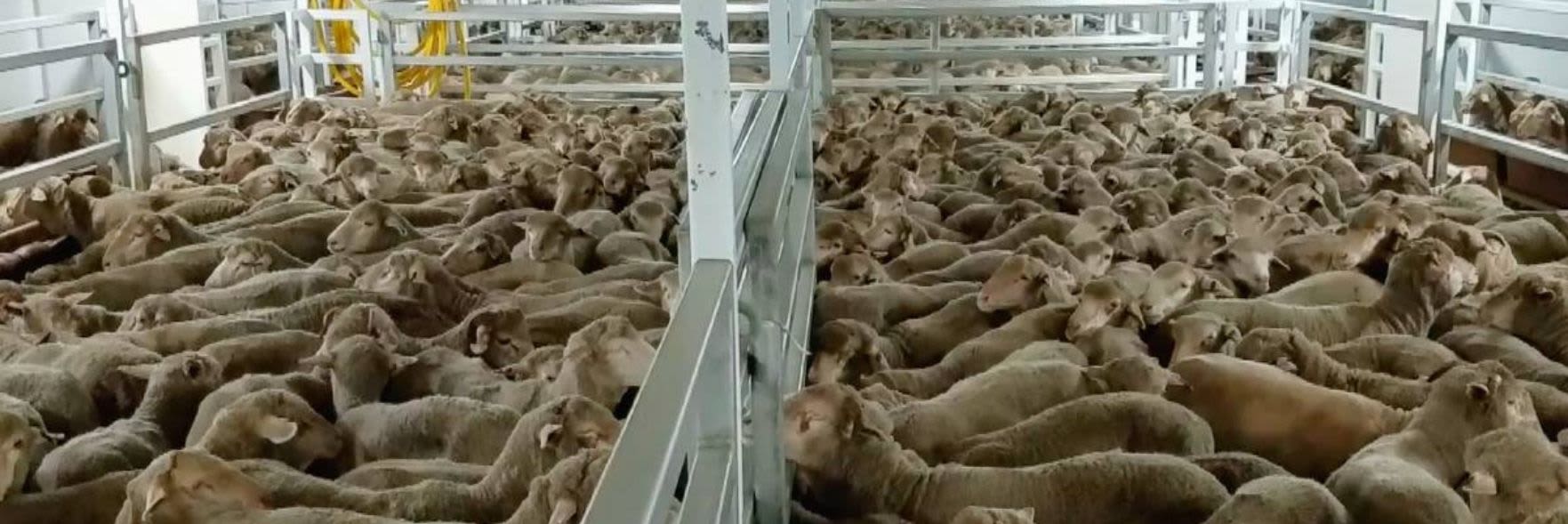 What is the future of live exports?