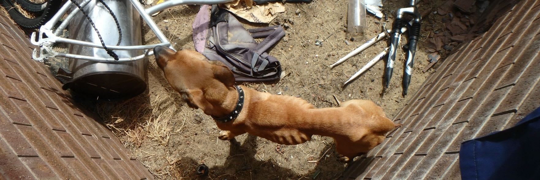 Angel: Hungry and in pain