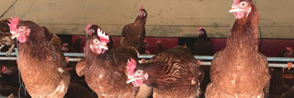 Putting happy chooks first