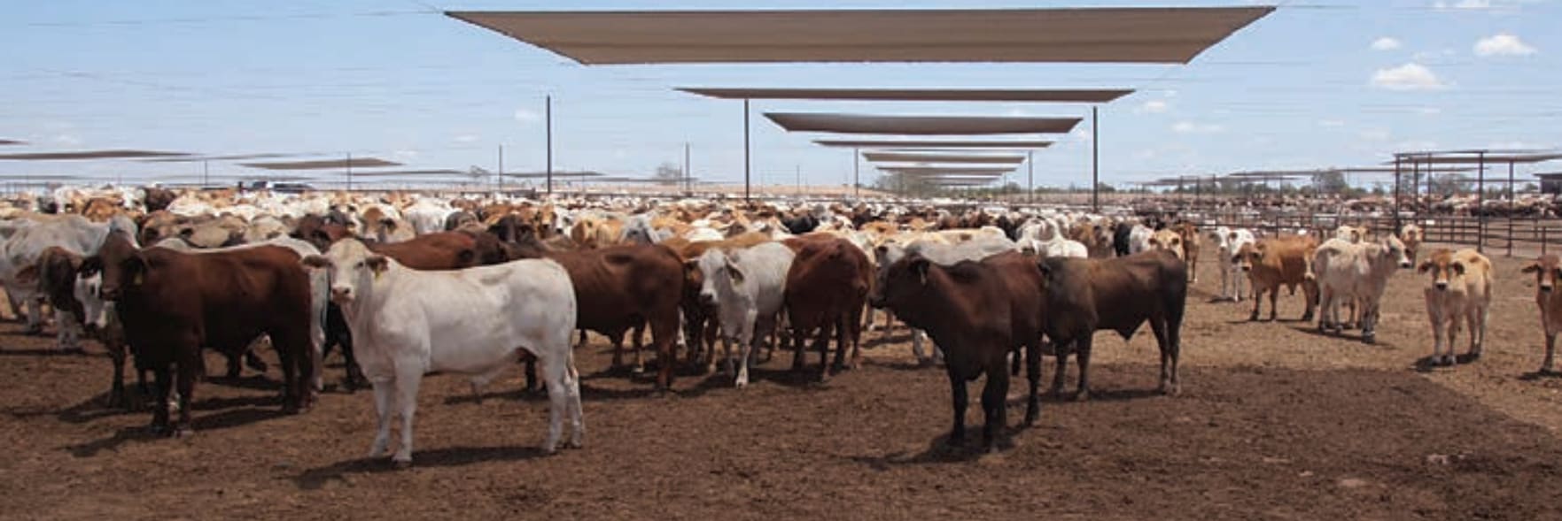 The Australian agriculturalists leading the way in improved animal welfare