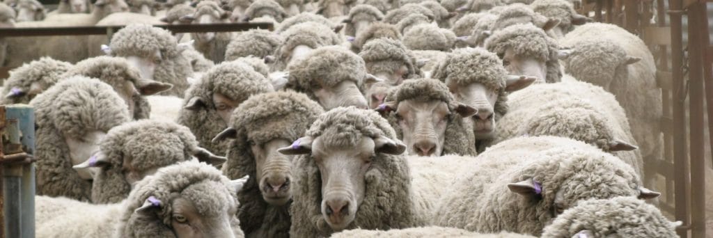 UK animal welfare reforms
