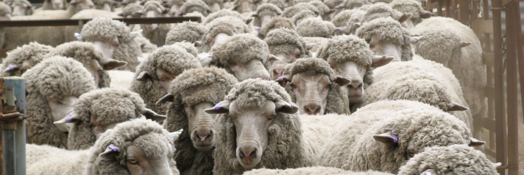 UK animal welfare reforms
