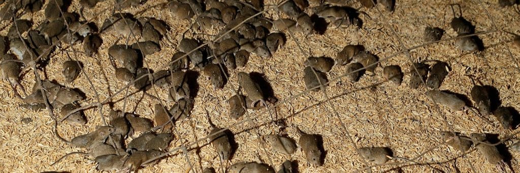What's the best way to respond to a mouse plague?