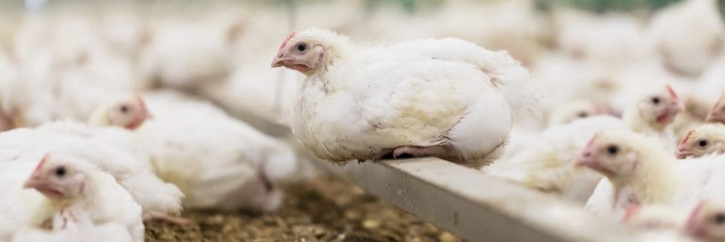 Meat chicken research
