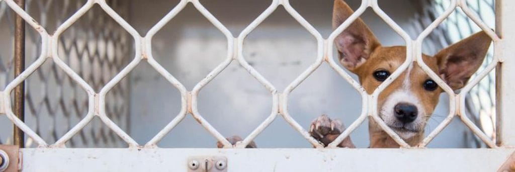 RSPCA reveals WA's hotspots for animal cruelty
